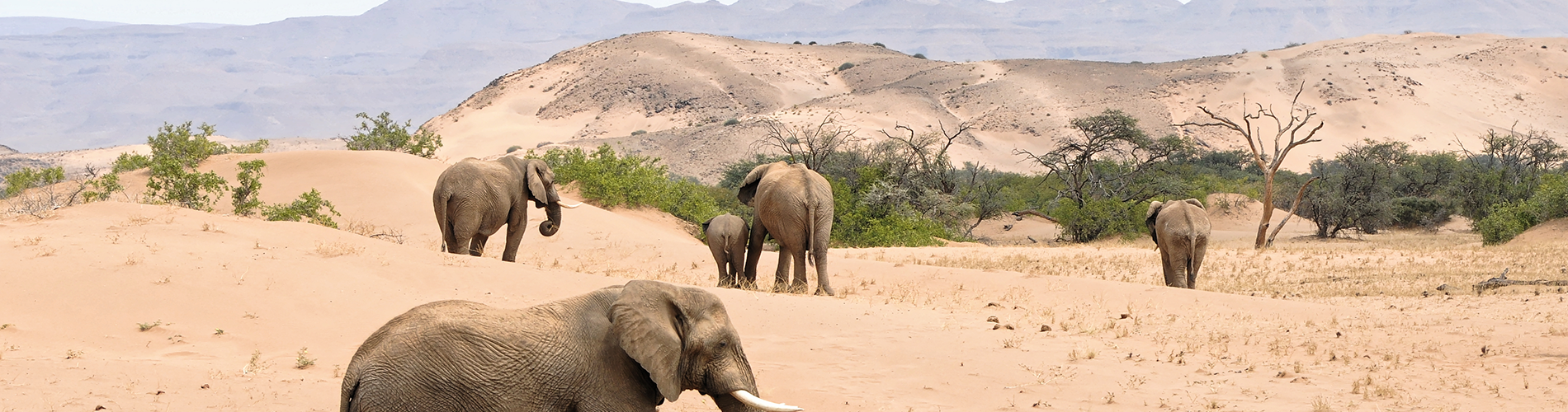visite plaine africaine animaux liberte elephant