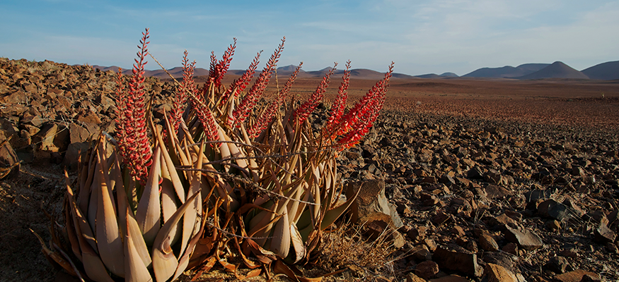 flore-afrique-sud-namibie-desert