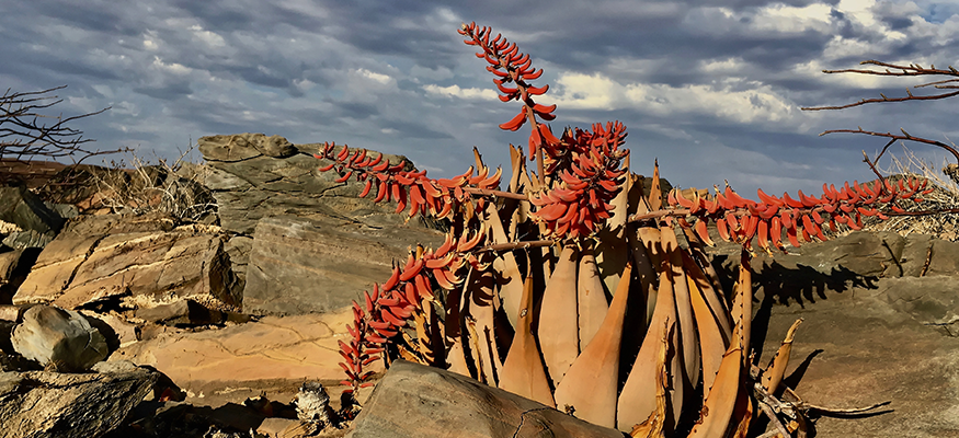 flore-rocheuse-trekking-desert-namibien-guide